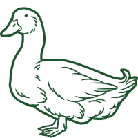 Imagine descriptiva pentru carnea de rata