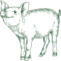 Imagine descriptiva pentru carnea de porc